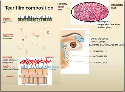 Current approaches for the regeneration and reconstruction of ocular surface in dry eye